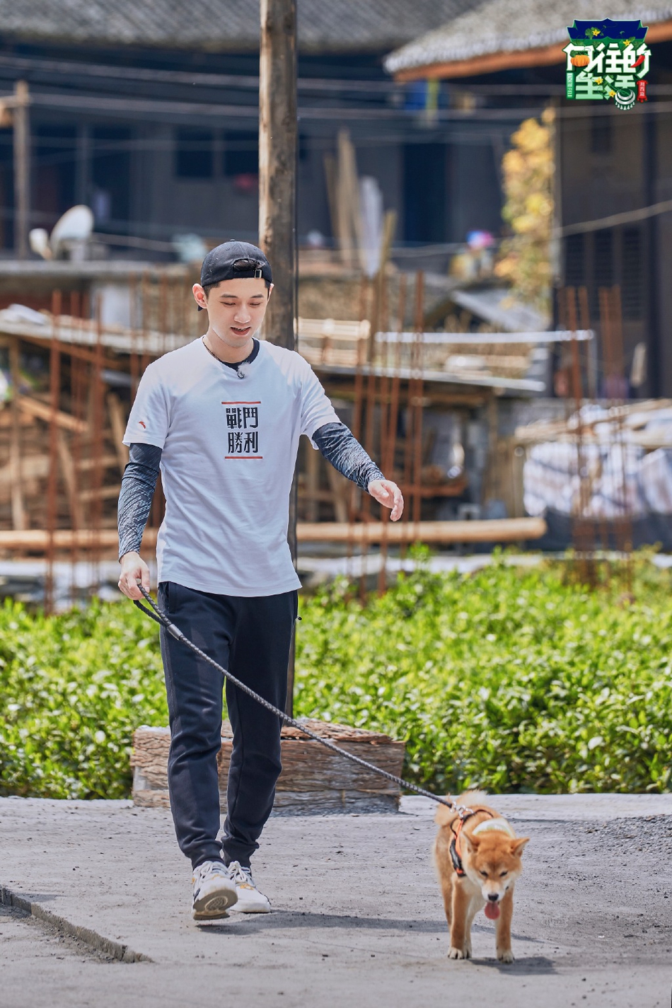 藏獒+柴犬！张继科录节目收养狗狗