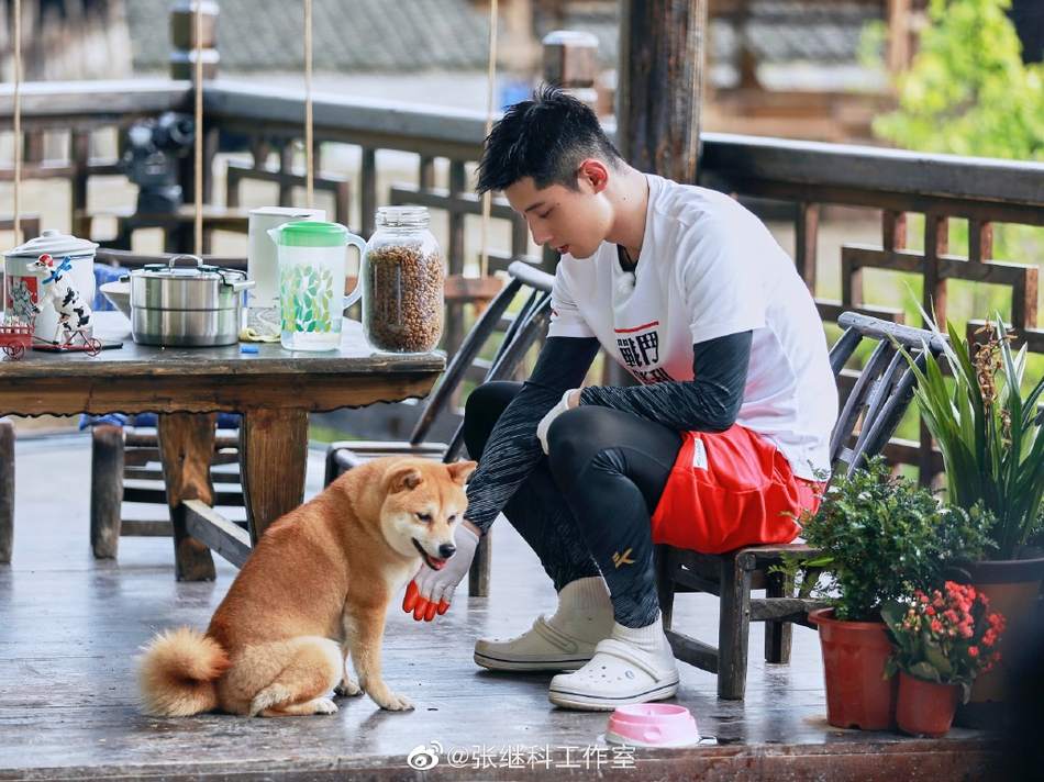 藏獒+柴犬！张继科录节目收养狗狗