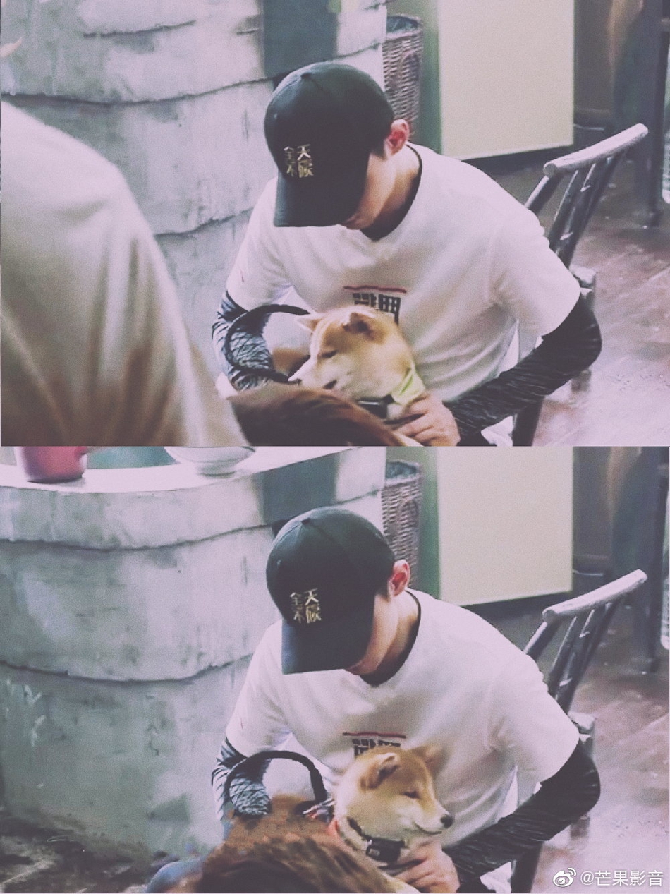 藏獒+柴犬！张继科录节目收养狗狗