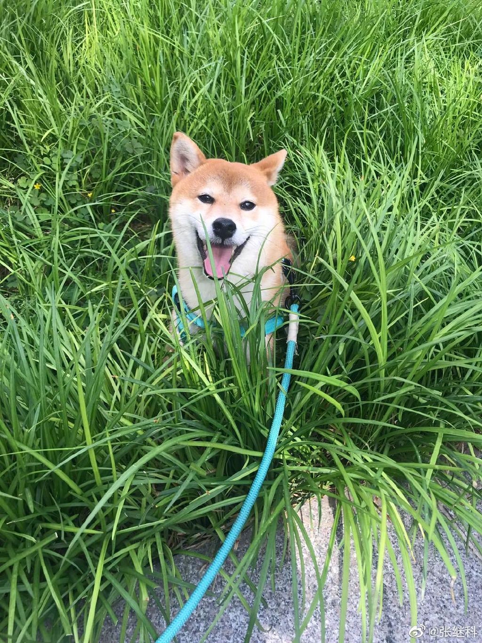 藏獒+柴犬！张继科录节目收养狗狗