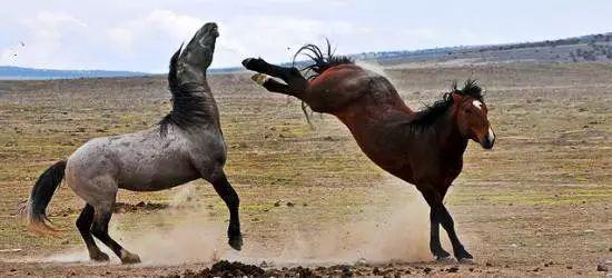 综合体育 骑乘学院 正文  马要踢人的时候,一般会表现如下三个动作