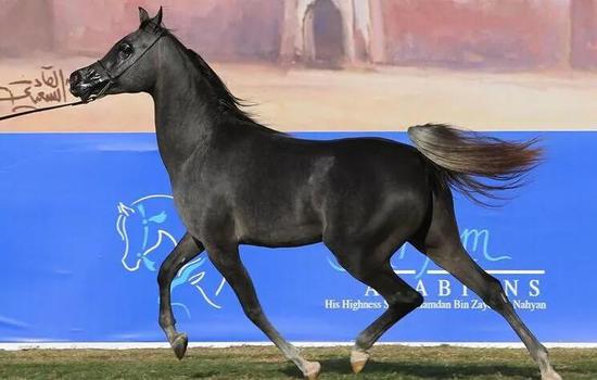 阿拉伯马的毛色怎么说才规范