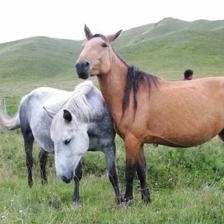 中国马种的分类