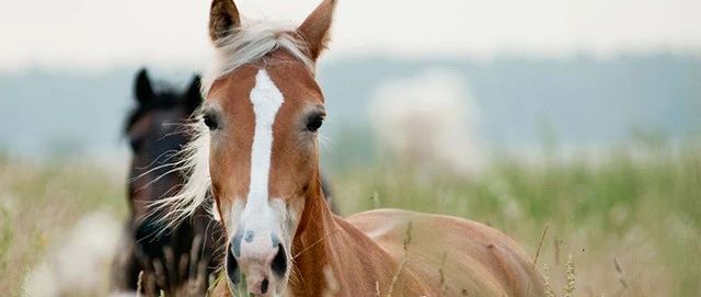 如何判断一匹马的情绪变化？