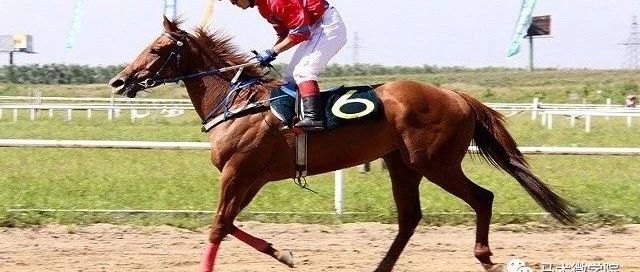 纯血马，到底有什么魔力？