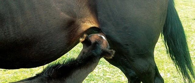为什么母马的初乳对新生幼驹那么重要