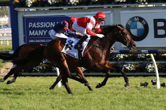 莱德名驹〖母马〗"蒙古可汗〔¨蒙古〕"子嗣在新西兰拍出120万高价