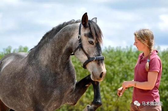 驯马的黄金年龄和方式