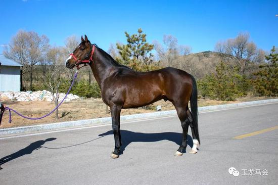 国产马迎来投资发展的"春天"