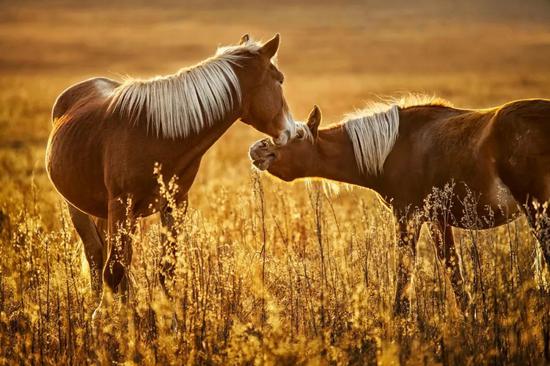 第二届中国马都蒙古马国际摄影大展艺纪录类作品正式公布