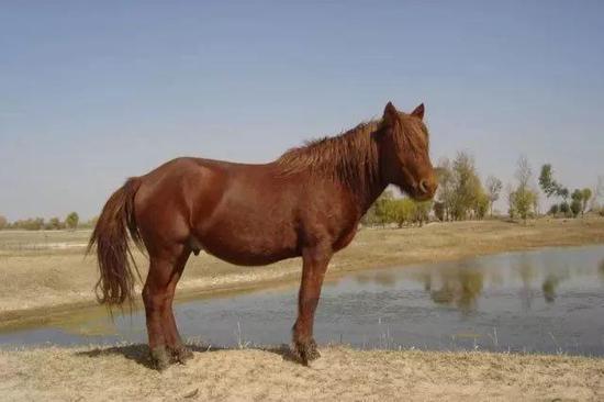 蒙古马非物质文化遗产展喜欢蒙古马的进来看看