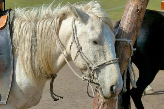 站着睡觉的马儿