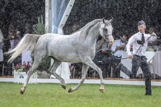 阿拉伯马的毛色怎么说才规范