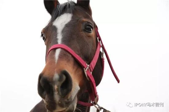 练习骑坐缰绳控马