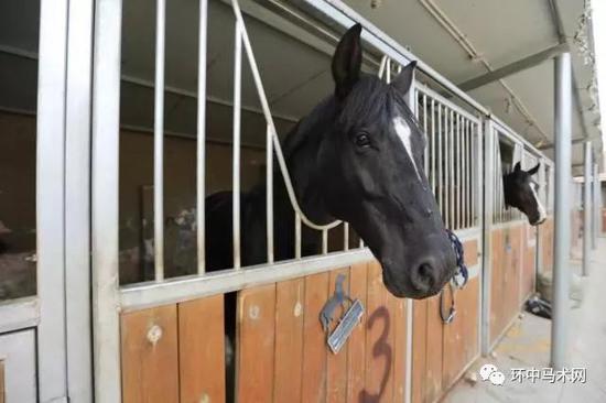 在海关隔离场内的匈牙利赛马