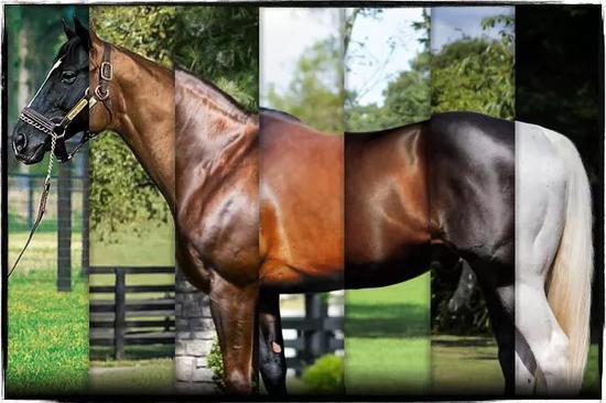 不同颜色类型的马匹
