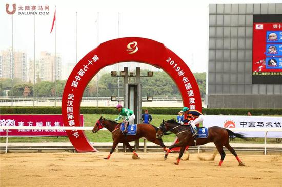 玉龙马业赛驹“多米诺”2019武汉国际赛马节180