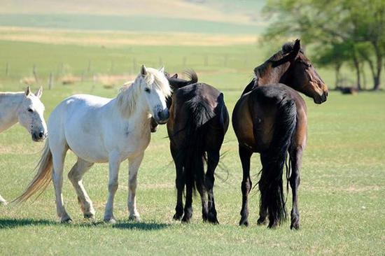 丰富多样的骑马方式