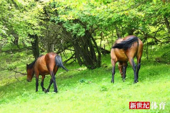 关山千里从头越——“牧马人”铁哥的传奇人生