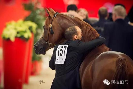 战火中永生——波兰系阿拉伯马的故事