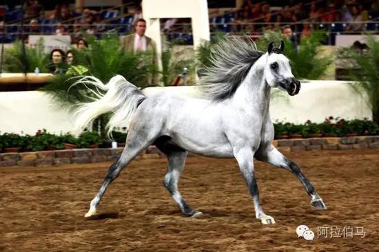 战火中永生——波兰系阿拉伯马的故事