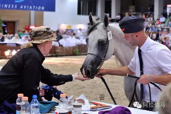 战火中永生——波兰系阿拉伯马的故事