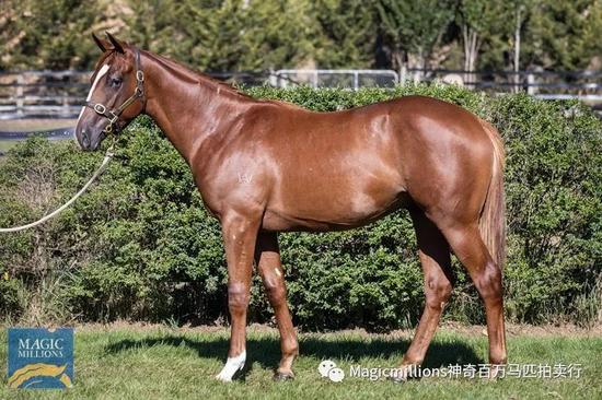 “峻岭鹰扬”之女全场最贵，神奇百万塔斯马尼