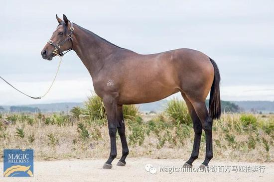 “峻岭鹰扬”之女全场最贵，神奇百万塔斯马尼