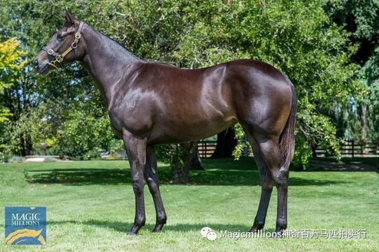 “峻岭鹰扬”之女全场最贵，神奇百万塔斯马尼