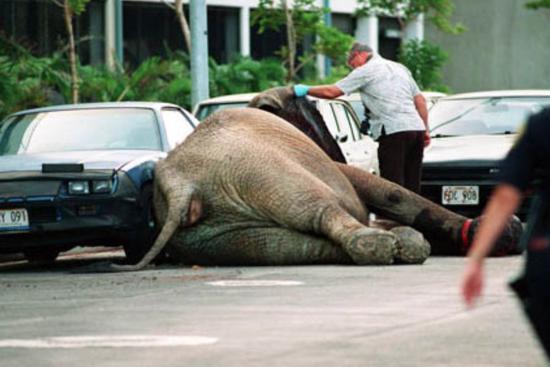 马戏团大象 tyke 中枪身亡不过作品并非表达动画片里呈现的天真童趣