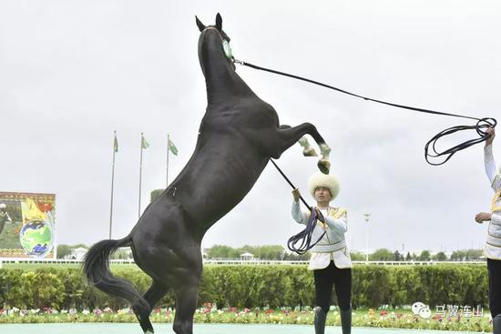 汗血马又称天马,大宛马,四肢修长,步伐轻盈,性情暴烈,是土库曼斯坦的