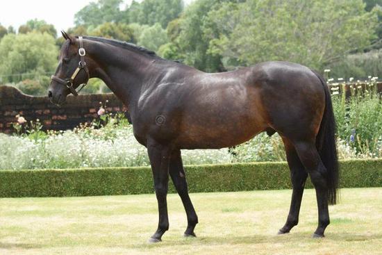 策骑7岁雌马一鼻险胜头号热门!中国骑师覃勇澳