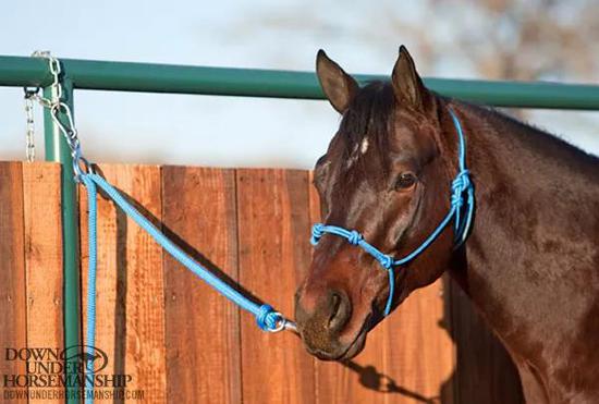 马驹调教系列成年马问题纠正被拴住时应安静站立