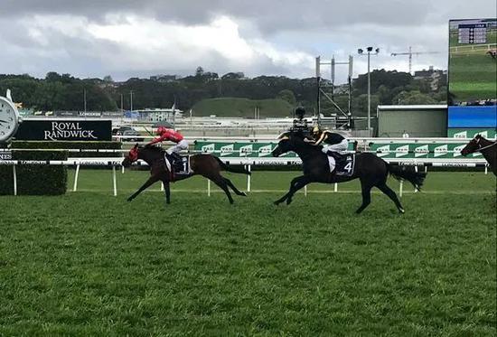 曾代表中国马主出战 赢得最贵草地赛冠军的【红