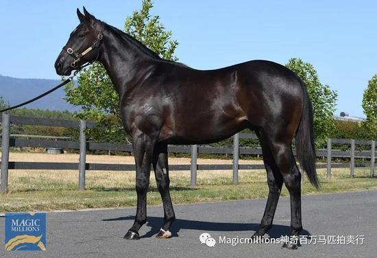 “峻岭鹰扬”之女全场最贵，神奇百万塔斯马尼