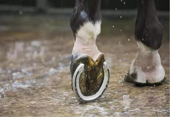 因为一个马蹄铁丢失一个国家——如何钉蹄？