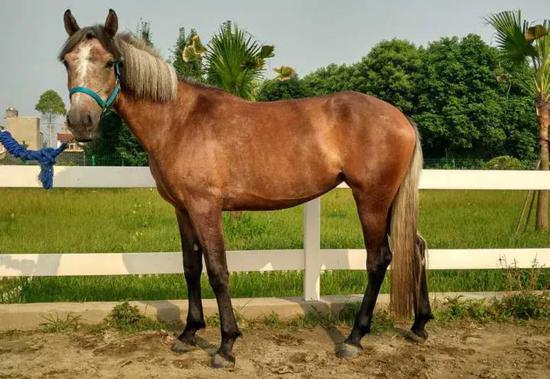 【马术知识】你知道马儿都有自己的性格吗？