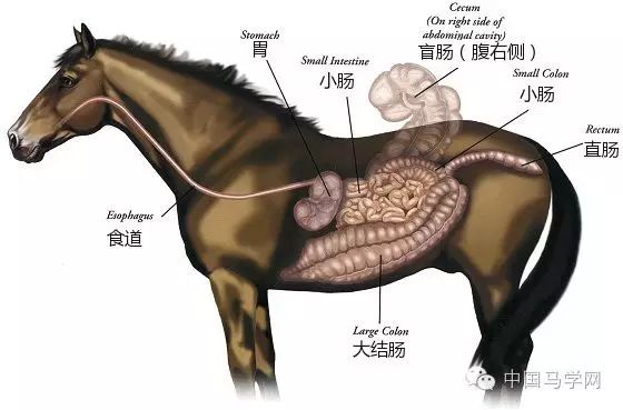 了解腹痛的几种类型