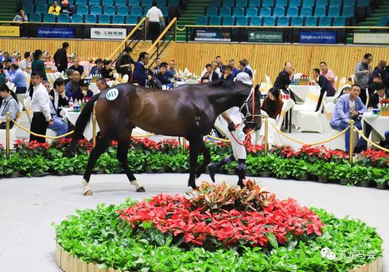 2018玉龙秋季拍卖会“现役赛驹环节”标王[冠仪战神]