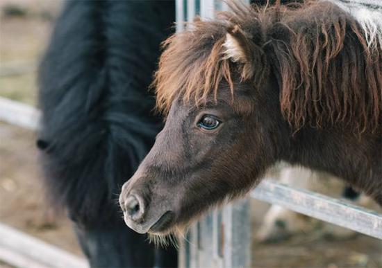【马术知识】你知道马儿都有自己的性格吗？