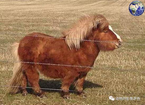 世界知名的三种小矮马,最矮的只有三十多厘米_综合体育_新浪竞技风暴_