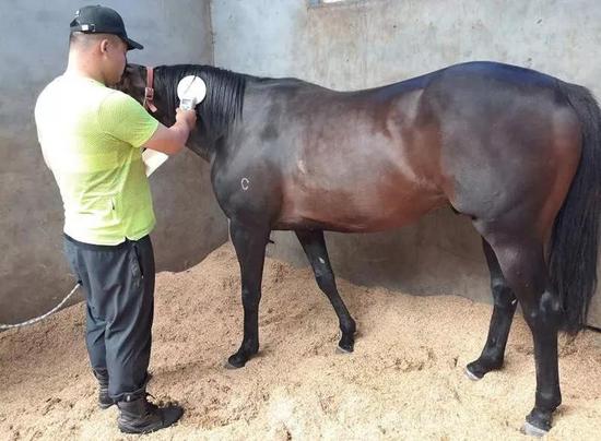 【登记时讯】中国马会马属动物官方登记员在河北进行马匹登记