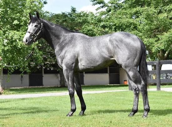 莱德种公马“蒙古可汗”17匹2岁子嗣新西兰卖出