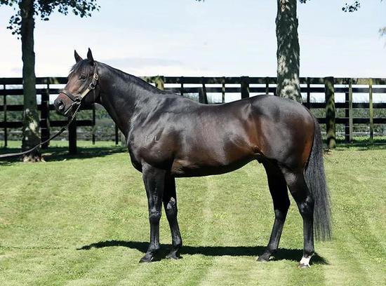 外道超车惊艳夺冠！牛福东岳文磊雅士牧场合作