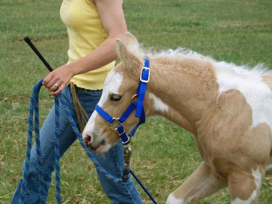 驯马的黄金年龄和方式