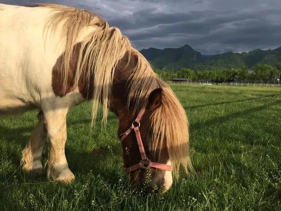 皇家贵族的宠物——设特兰马