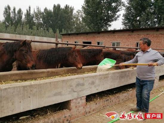 ▲图为陶保安在他的养马场喂马