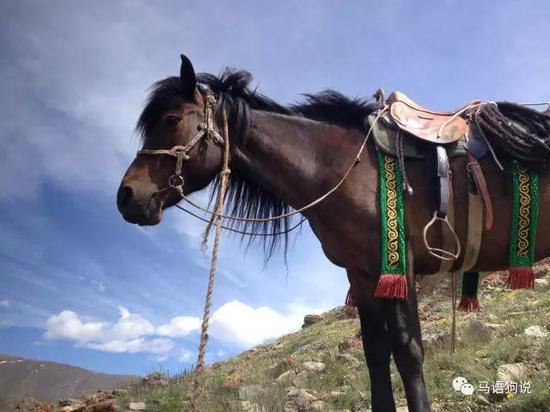 中国好老公新疆巴里坤马