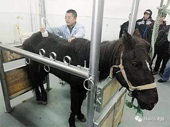 内蒙古第一所现代化马医院长啥样?