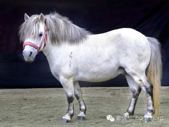 中国果下马的正名记